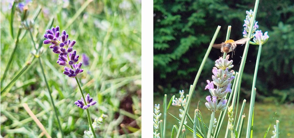 Natur Lavendel