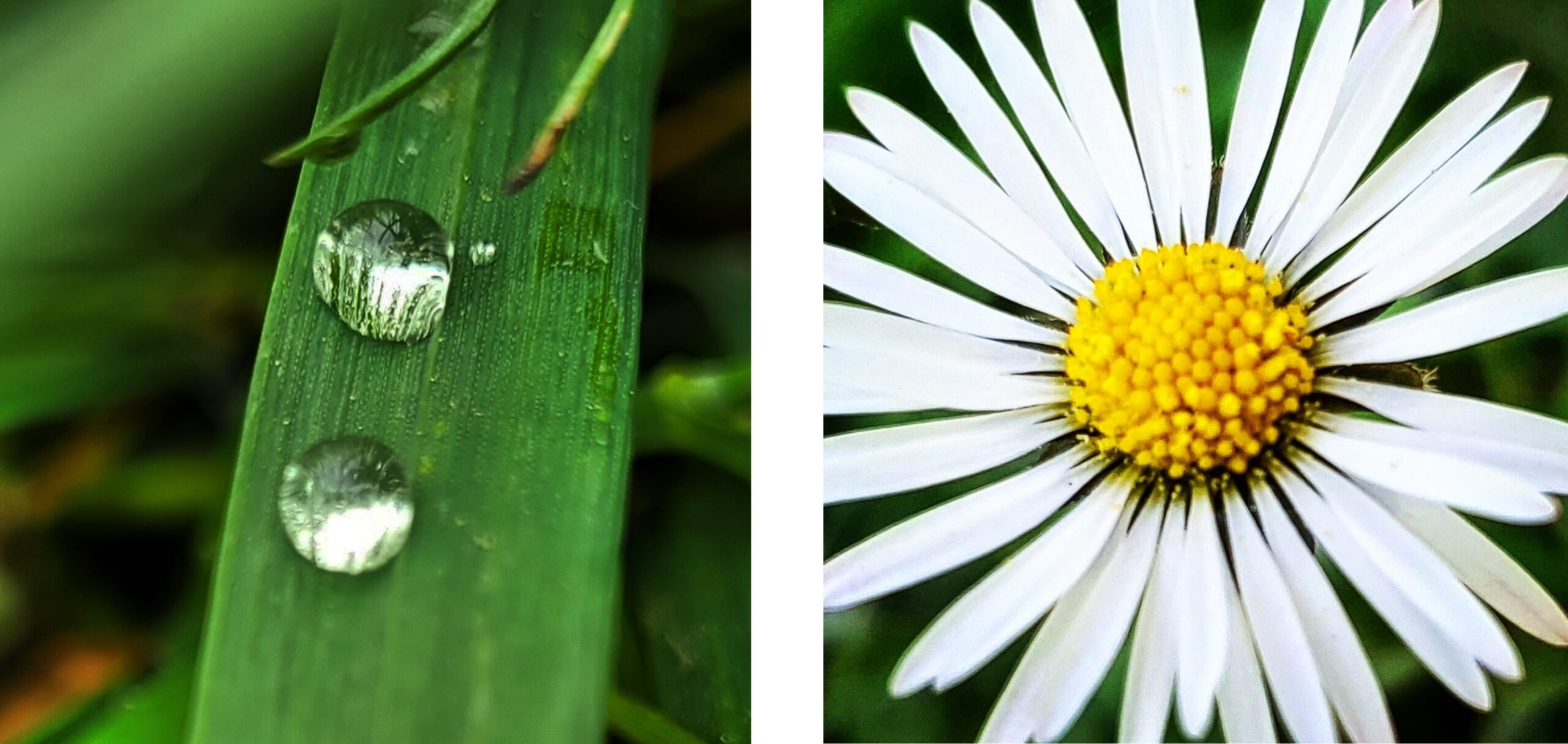 Blatt und Gänseblümchen