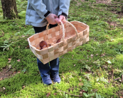 Naturglück im Herbst: Von Waldpilzen, Gemüseschätzen und echter Handwerkskunst