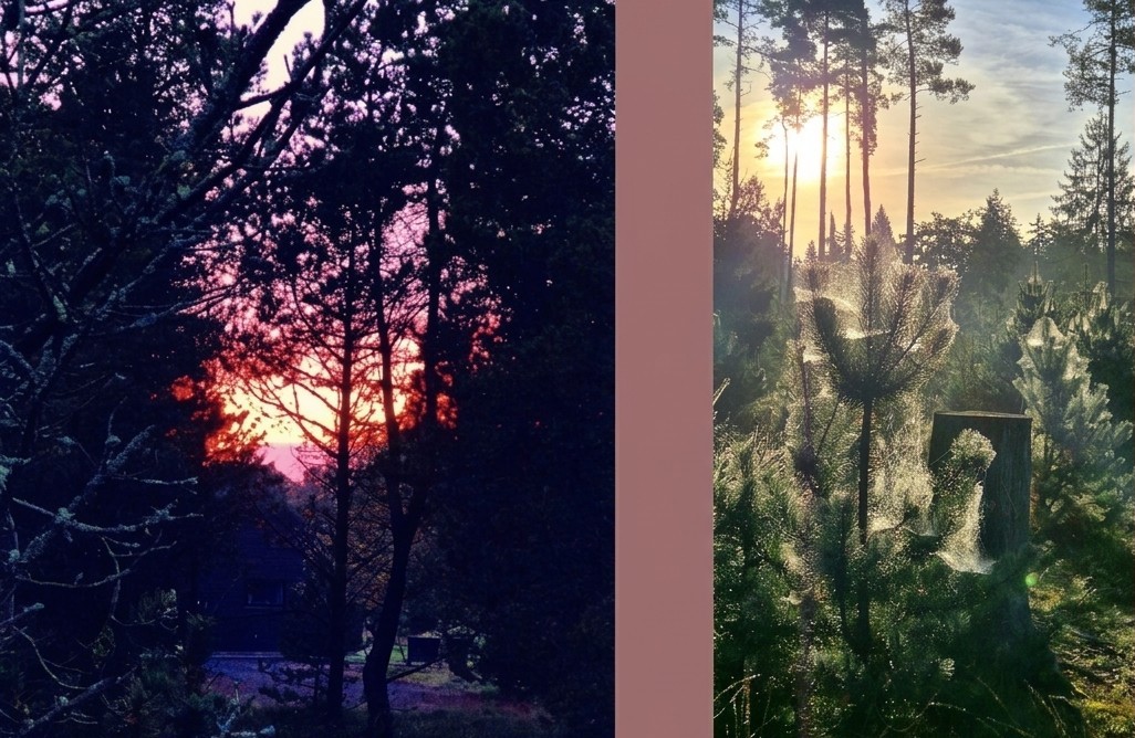 Sonnenuntergang und Sonnenaufgang im Wald